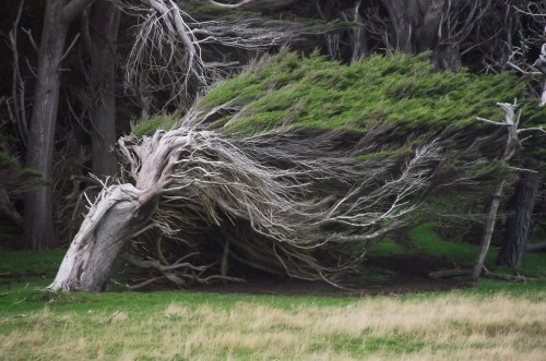 Cold southern gales blasting across Slope Point - located on the southernmost tip of New Zealan