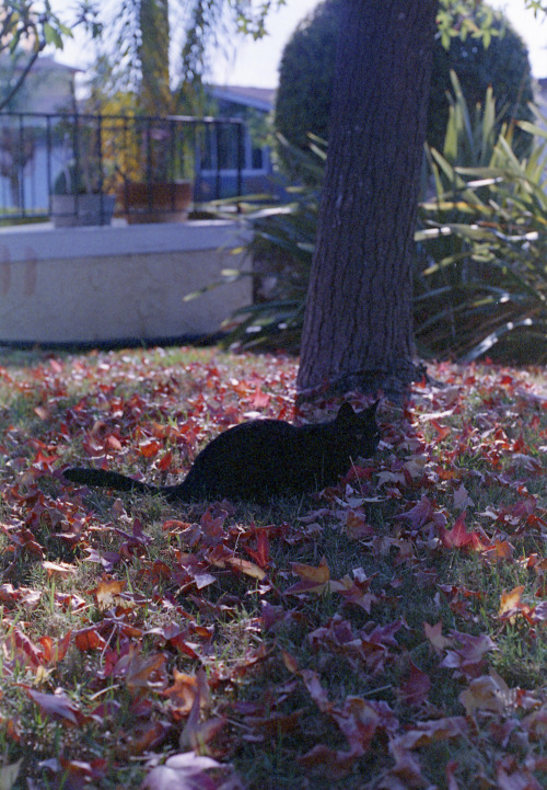 Boo the black kitty