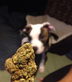 organic-drugs:  Little Archie:)