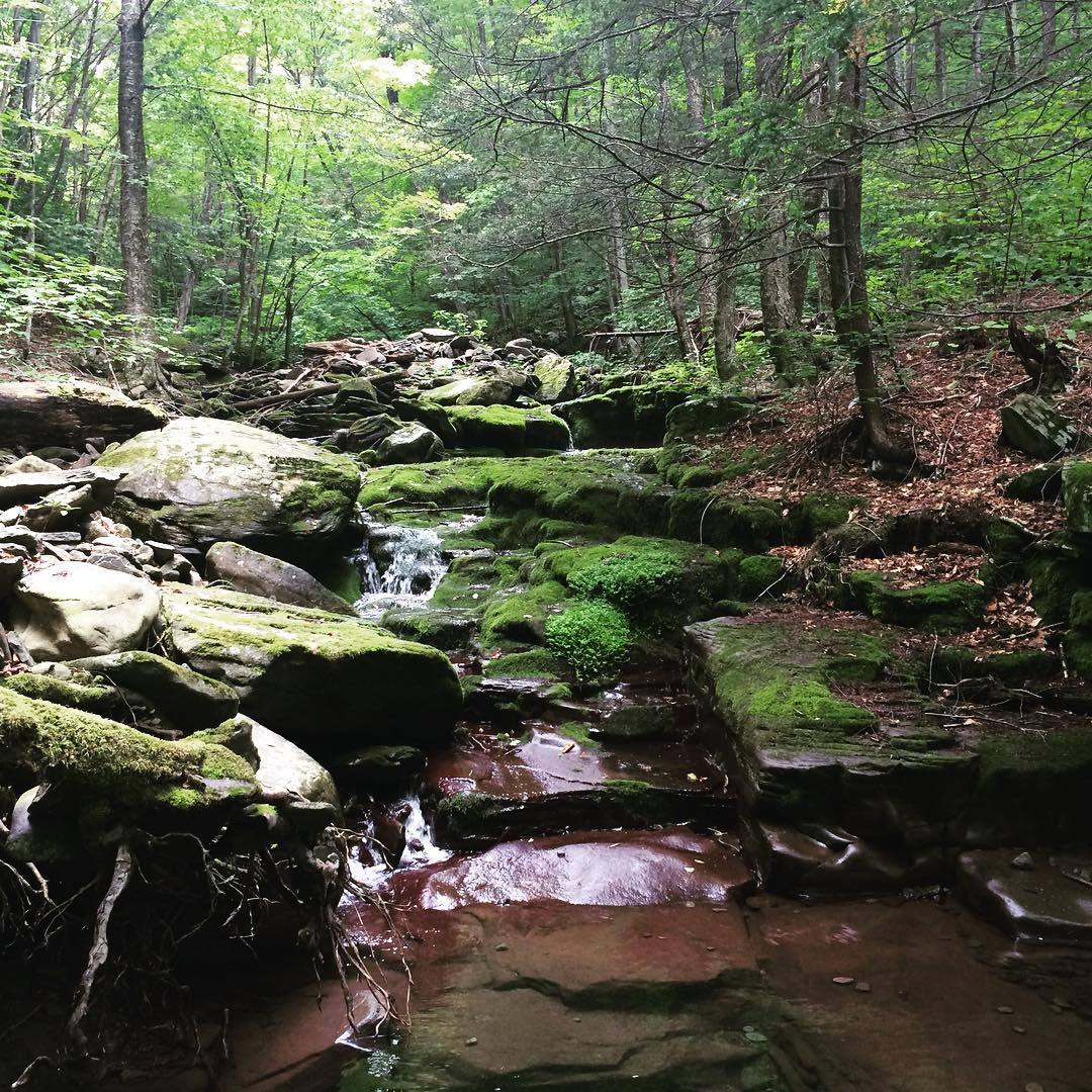 diamond in the rough 🌿 (at Diamond Notch Hollow)