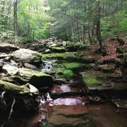 Diamond In The Rough 🌿 (At Diamond Notch Hollow)