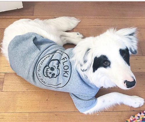 Cool jumper Floki  @sweet_life_of_floki