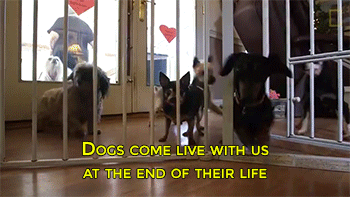 jesuslikesgaga: sizvideos:   Dog retirement home Video   My fucking heart.   Poor puppers 😔