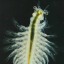 larvacea