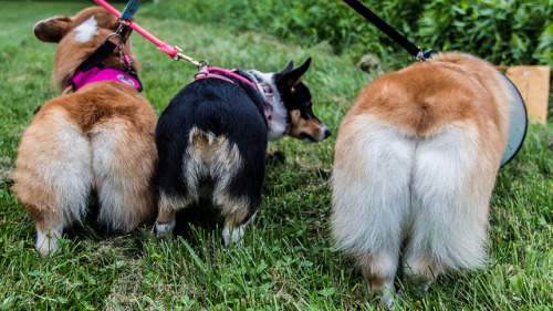 Corgi Butts on a Scavenger Hunt(by iM4i2Ci)