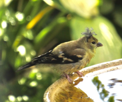 I’ve been seeing this young goldfinch with an odd topknot of feathers lately.