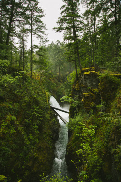 a-mossy-wonderland:  ❂❅❂❅ 