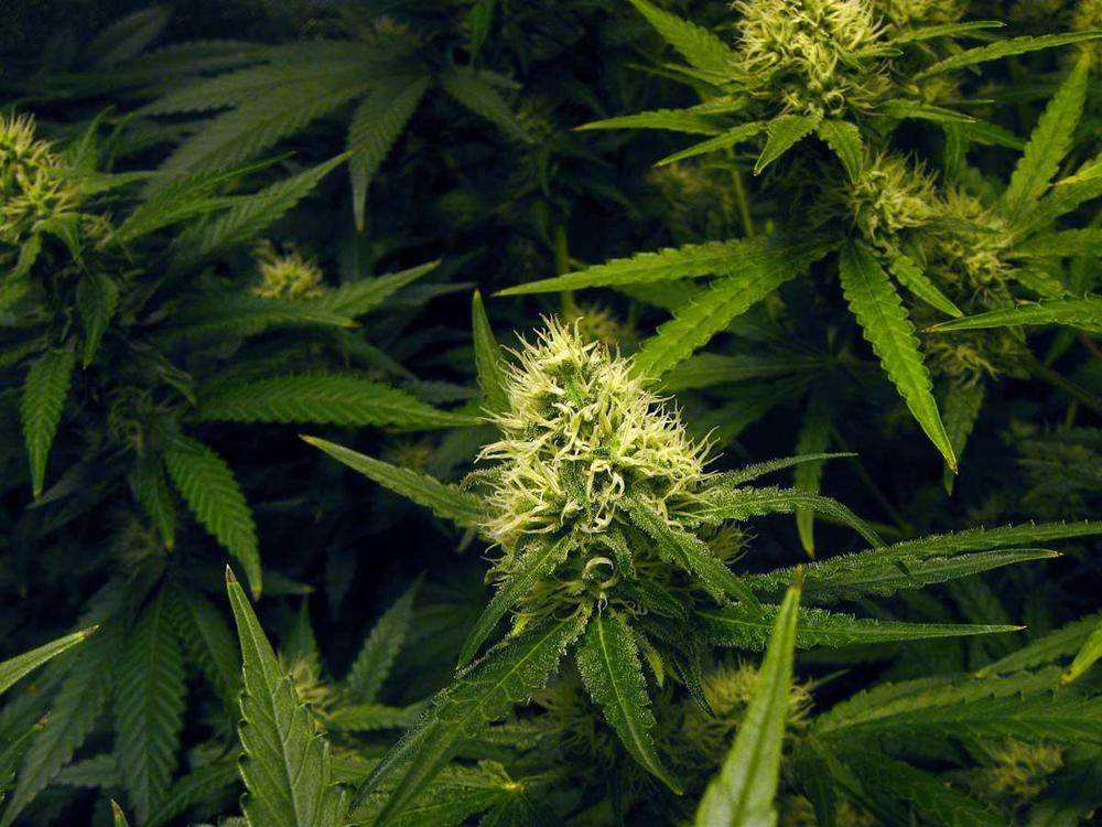 hightimesincolorado:  Thank You for Inhaling: Money, Freedom, and the Legalization