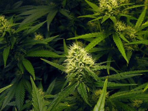 hightimesincolorado:  Thank You for Inhaling: Money, Freedom, and the Legalization of Marijuana Join Cannabis Dating Community 