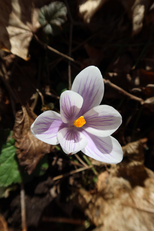  Crocus — crocuses / croci 