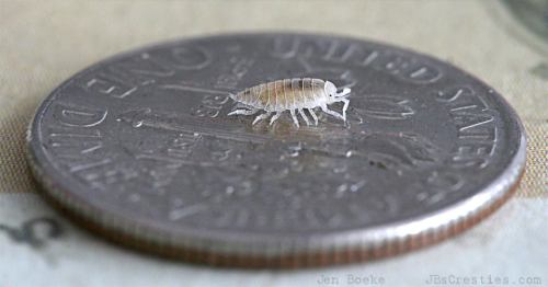 Isopods. They are also called sow bugs, or woodlice. Wiki says they have about a dozen other very ri