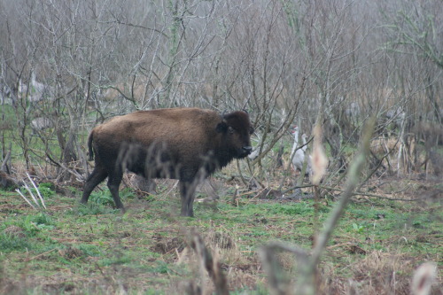 American bison, Payne’s Prairie State Park, La Chua trail – Gainesville, FL