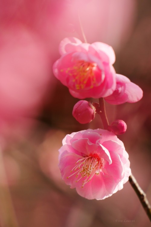uyamt:梅　「未開紅（みかいこう）」　ふわふわ桃色Ume blossoms / Japanese apricot
