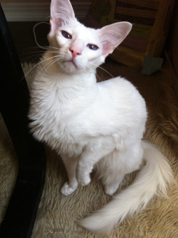 pangur-and-grim:  I live with a very beautiful cat 