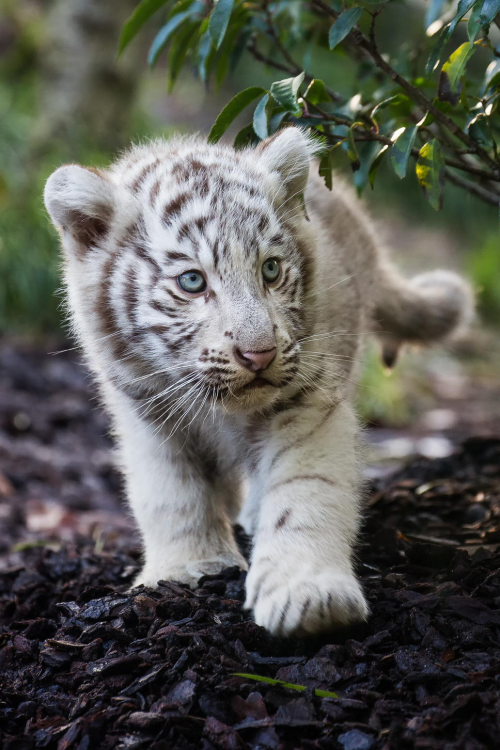 earthlycreations:White Tiger Cub - Photographer