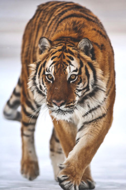 lsleofskye: Amur Tiger 