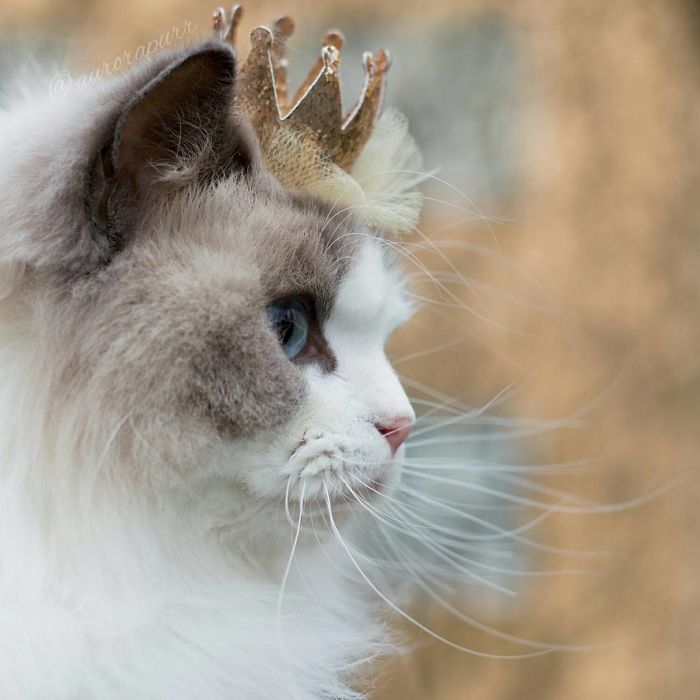 npr:culturenlifestyle:The Most Regal, Friendly and Fluffy Kitten In The World Is