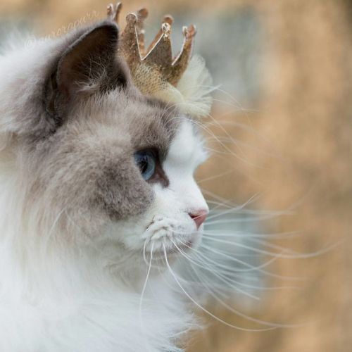 thatsthat24:  npr:  culturenlifestyle:  The Most Regal, Friendly and Fluffy Kitten In The World Is Named Aurora Aurora is a unique and elegant cat with pristine snow white fur and sparkling blue eyes.  Keep reading  So majestic! 