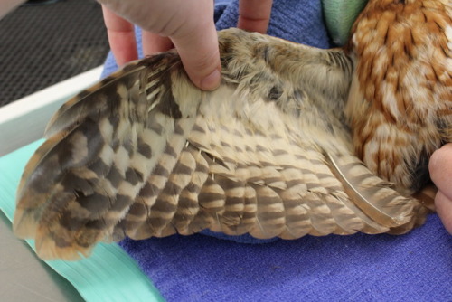 zooophagous:why-animals-do-the-thing:crc-rehab-blog:Replacing damaged feathers on an Eastern screech