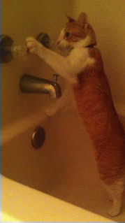 My cat trying to turn on the water