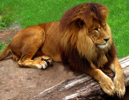 fyanimaldiversity: Lion (Pantherus leo) Lions with suspected Barbary lion blood are being bred back 