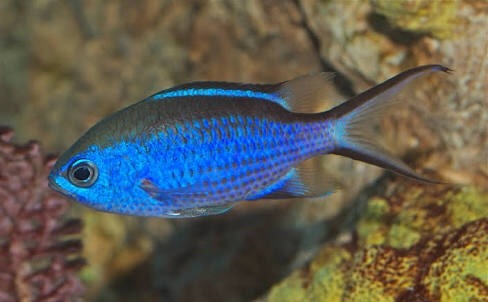 I Love Phylogenetics Because You Expect Something Like This (Tarpon)