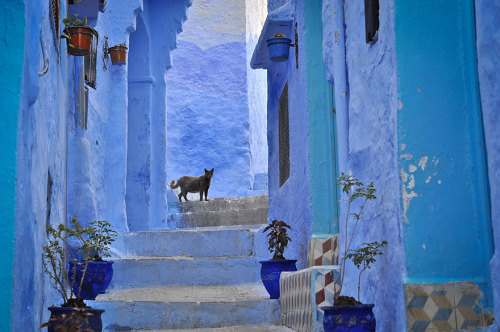salahmah:Chefchaouen, a small town in northern Morocco, has a rich history, beautiful natural surrou
