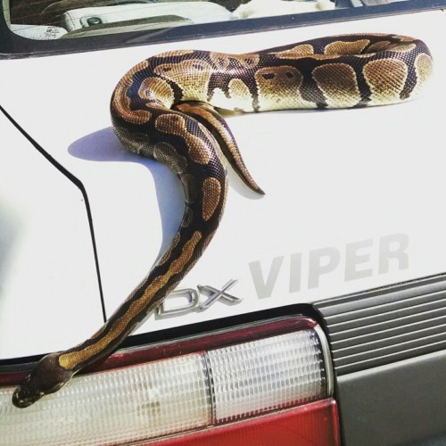 novimnet:yeah nice try you fat fuckin noodle 