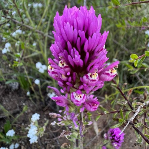 #CastillejaExserta / #PurpleOwlsClover in the #ValleyFire2020 burn area. I didn’t see any of these i