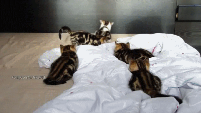 cute-overload:  Leap Frog, I Got This!http://cute-overload.tumblr.com