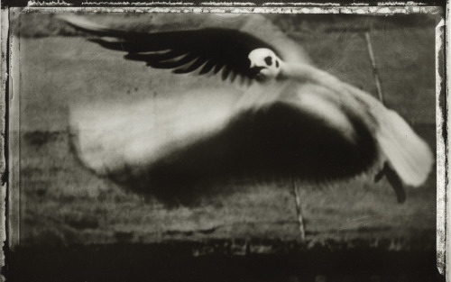 Porn photo fragrantblossoms:  Sarah Moon, Seagull, 1998.