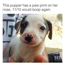 ad-hominem-sappies:  kingof-memes: Like = 1 Boop  Reblog = 1 Boop Like &amp; Reblog = 3 Boops  If blues clues have taught me anything this puppy is a clue. 