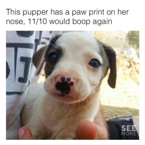 ad-hominem-sappies: kingof-memes: Like = 1 Boop Reblog = 1 Boop Like &amp; Reblog = 3 Boops If b