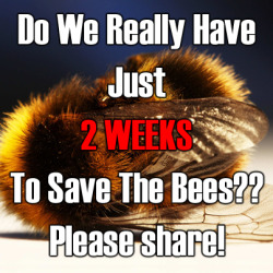 golgathor:  cokekitty:  patronsaintofbees: This is pretty serious stuff. Bayer might be about to overturn the EC’s decision to ban the pesticides implicated in killing off the bees! If they win this case, it could be truly disastrous for both the bees