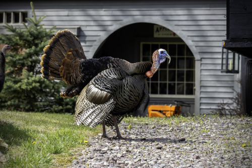 Wild TurkeyPlaistow, New Hampshire