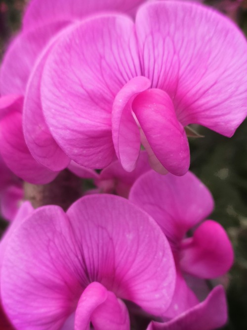  Fragrant Sweet Pea Flowers 