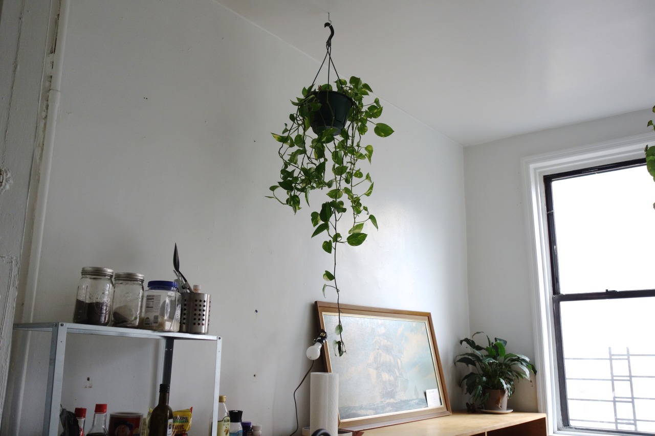 minutie:  a friend’s apartment in brooklyn, march 2015 