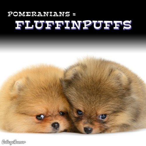 tastefullyoffensive: Improved Dog Breed Names by Jacob Andrews for College Humor (more) 