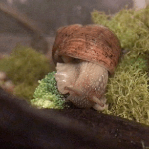 Snail Stimboard !