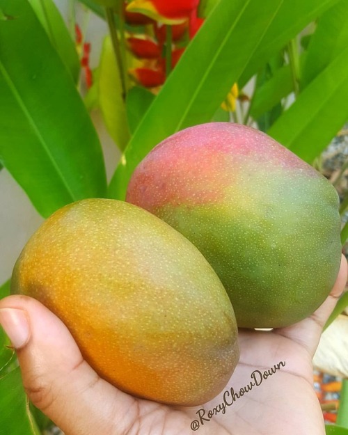 MANGO MOODMawwwninggg ma Peeps! I’m busy packing up to move & that’s why I’ve 