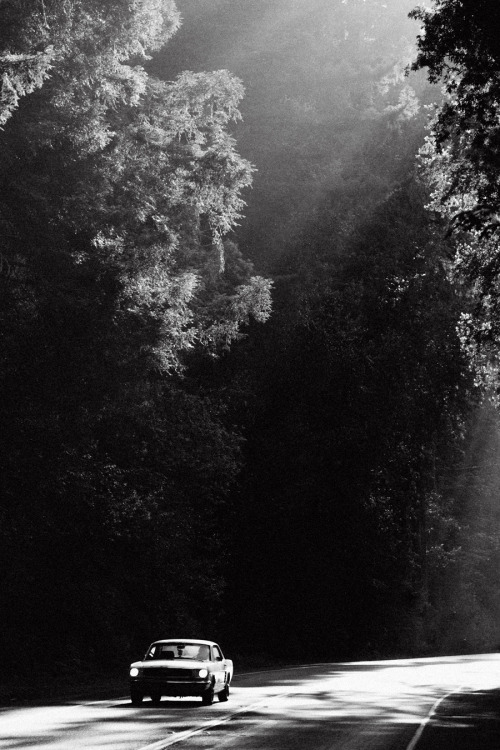 niravpatelphotography:Through the redwoods. 