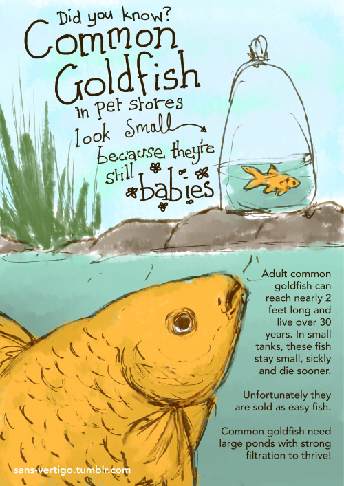 sans-vertigo: I did something productive today?  Those 1-2inch long body goldfish are very youn