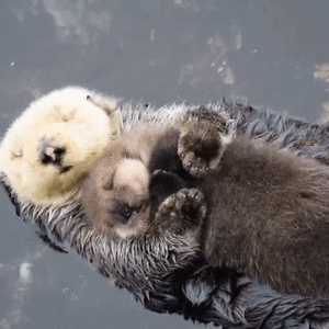 blackbirdsandwhitefoxes:I can’t resist otters! 