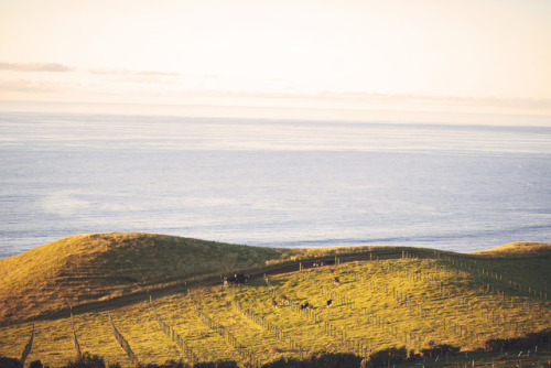 taranaki