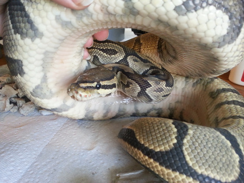 solid-snakes:More pics of Marmalade, the new girl! She’s going into shed. 