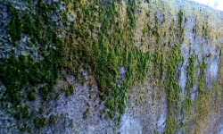 I love the way the moss outside my door looks on a cool, wet morning.