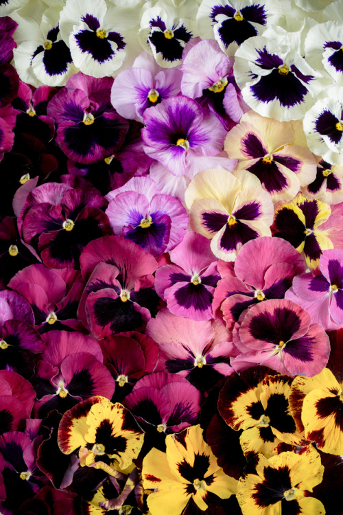 Pansies©Botanic Art