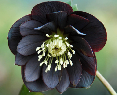 silenceofthevoid:  jayrockin:  Lenten Roses - Onyx Odyssey variety, doubled and undoubled  One of my favorites. 