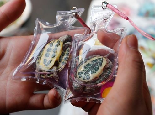 reallifeishorror:Live fish, newts, frogs and turtles encased in sealed plastic bags filled with a co