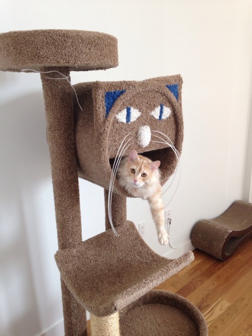 Kid loves his ridiculous new cat tower.